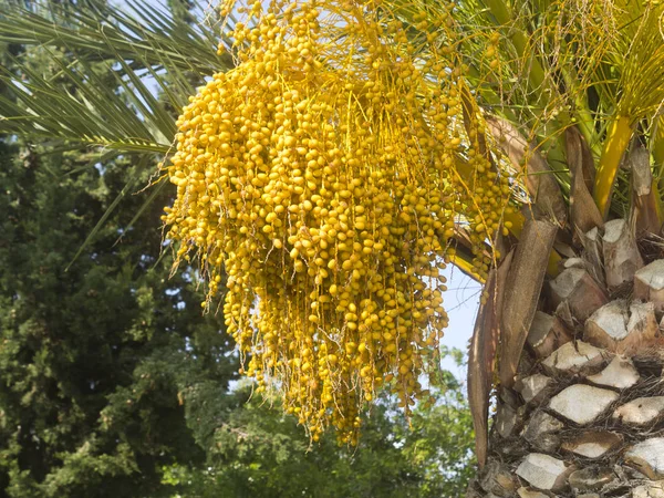 Zbliżenie Grona Żółtych Dat Rosnących Palmie — Zdjęcie stockowe