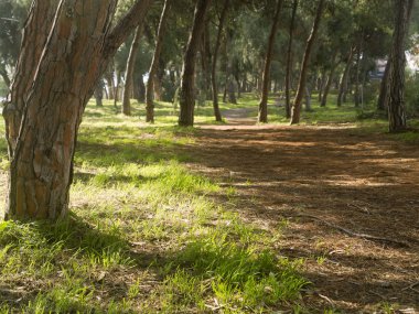 Kuru kahverengi çam iğneleri ve güneşli bir ormanda yeşil otlar olan patika