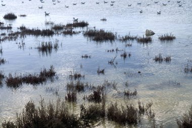 Kışın kahverengi bitkilerle ve yüzen kuşlarla tuzlu göl suyu yüzeyi.