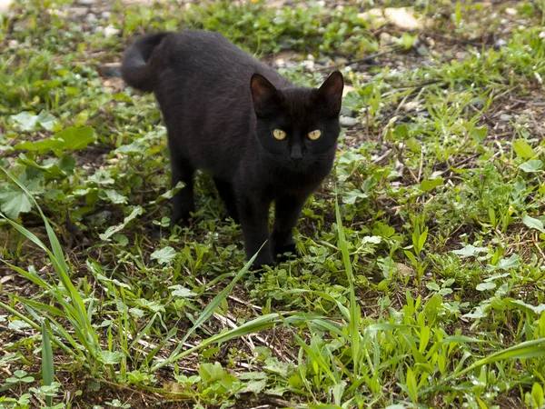 Černá Kočka Žlutýma Očima Stojící Mezi Zelenou Trávou Dívající Kamery — Stock fotografie