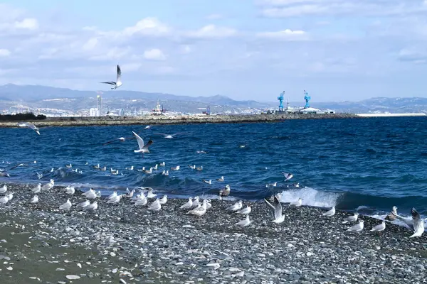 Meeuwen Aan Het Lady Mile Strand Limassol Cyprus Een Winderige — Stockfoto