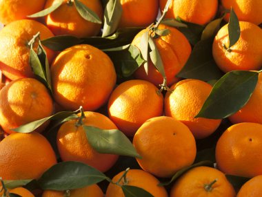 Güneş ışığında yeşil yapraklı taze toplanmış portakal yığını.