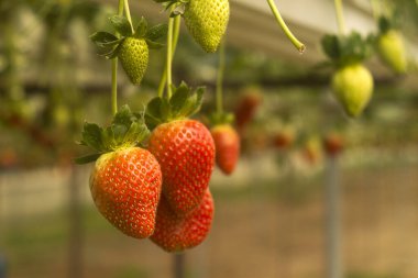 Olgun ve olgunlaşmamış çilekler ve yeşil yapraklar serada uzun dallar üzerinde büyüyor.