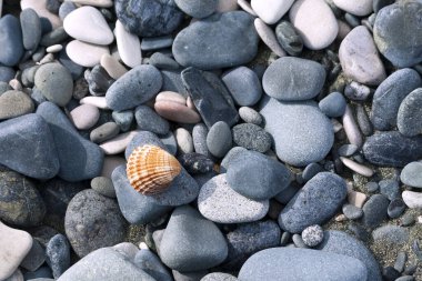 Yakın plan kuru gri çakıl taşları ve deniz sahilinde kabuklu kahverengi deniz kabuğu.