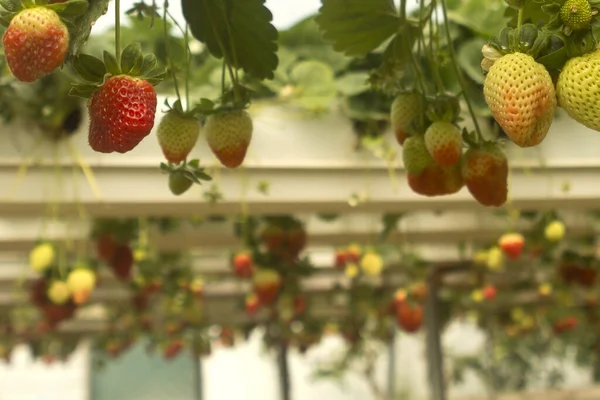 红色和黄色草莓 绿叶生长在温室里 — 图库照片
