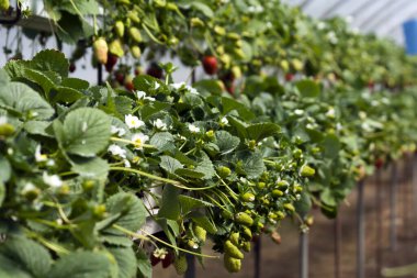 Olgun ve olgunlaşmamış meyvelerle dolu çilek çalıları, yeşil yapraklar ve serada büyüyen beyaz çiçekler.