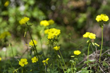 Sarı kır çiçekleri ilkbahar ormanında, güneş ışığında yeşil çimlerin arasında büyüyor.