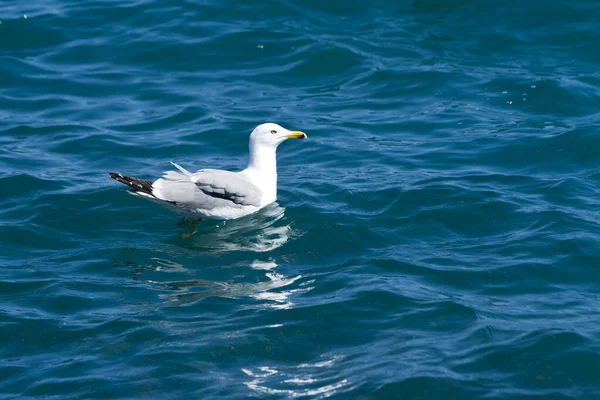 Close Van Een Witte Meeuw Die Blauwe Zee Zwemt — Stockfoto