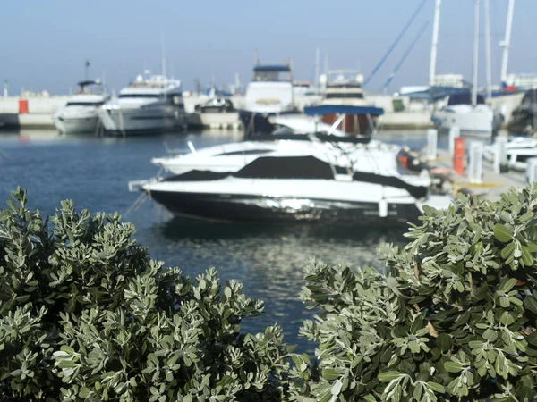 Vista Turva Iates Ancorados Uma Marina Mar Através Arbustos Verdes — Fotografia de Stock