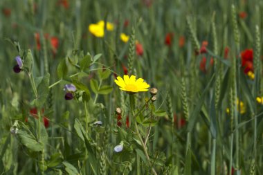 Yeşil otların ve buğdayların arasında tarlada büyüyen parlak kır çiçekleri.