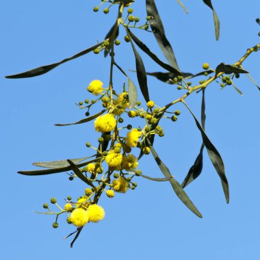 Parlak sarı mimoza çiçekleri mavi gökyüzünün önünde gün ışığında