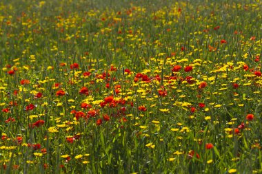 Yeşil otlar ve buğday başakları arasında büyüyen büyük sarı ve kırmızı kır çiçekleri tarlası. 