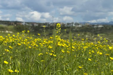 Yeşil çimenlerin ve buğday başaklarının arasında büyüyen parlak sarı kır çiçekleri tarlası. Arka planda evler ve yukarıda bulutlu gökyüzü. 