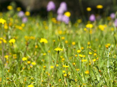 Parlak sarı ve açık mor kır çiçekleri güneş ışığında yeşil çimlerin arasında büyüyor. 