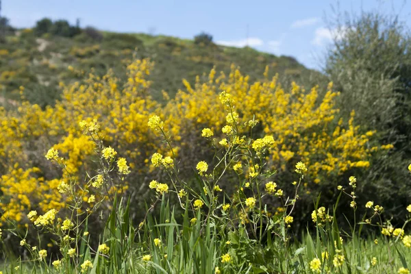 Zbliżenie Żółtych Kwiatów Rzepaku Rosnących Polu Dolinie Wzgórza — Zdjęcie stockowe