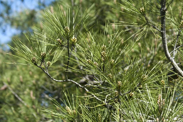 Close Pine Tree Branches Long Green Needles Fresh Young Cones — Stock Photo, Image