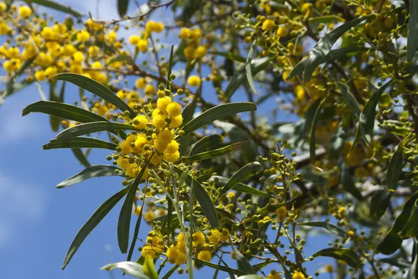 Ярко Желтые Цветы Мимозы Зеленые Листья Перед Голубым Небом Солнечном — стоковое фото