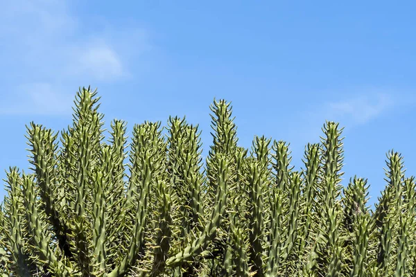 Green Thorny Cactus Stems Sunlight Front Blue Sky — Stock Photo, Image