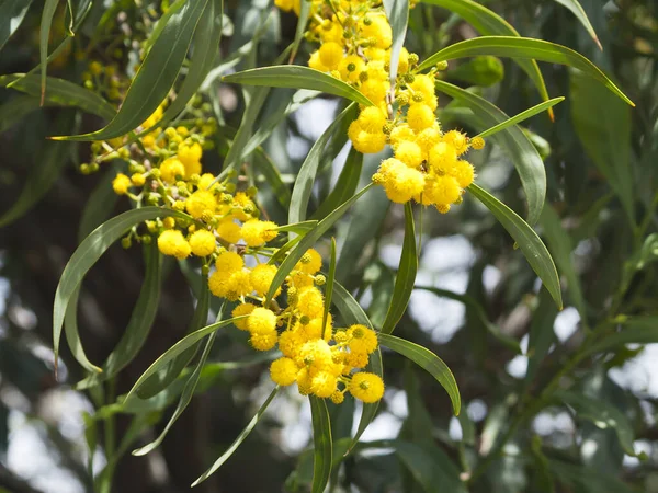 Zbliżenie Żółtych Kwiatów Mimozy Zielonych Liści Słońcu — Zdjęcie stockowe