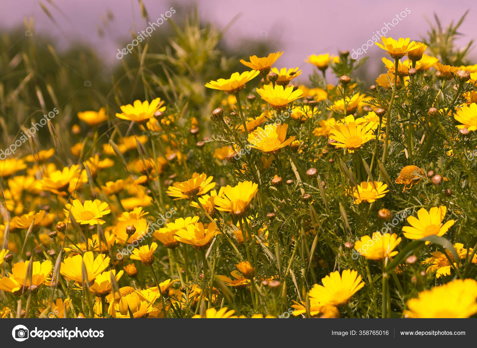 Close Yellow Daisies Growing Field Sunset — Stock Photo © odonchuk