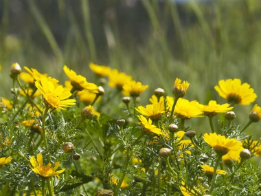 Tarlada yetişen sarı papatyalar güneş ışığında yeşil çimenlerin arasında.