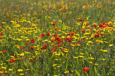 Parlak sarı ve kırmızı kır çiçekleri yemyeşil çimenler ve gün ışığında buğday başakları arasında yetişiyor.