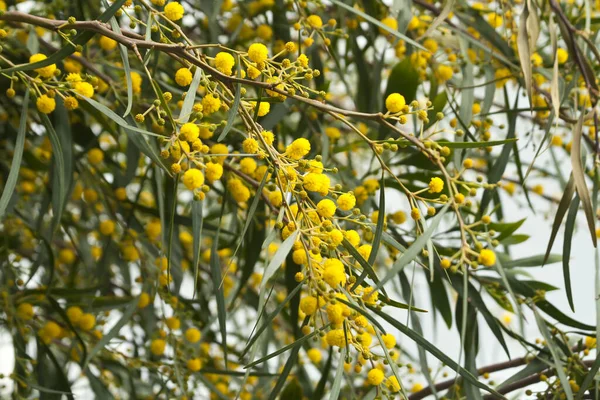 Крупный План Желтых Цветов Мимозы Зеленых Листьев — стоковое фото