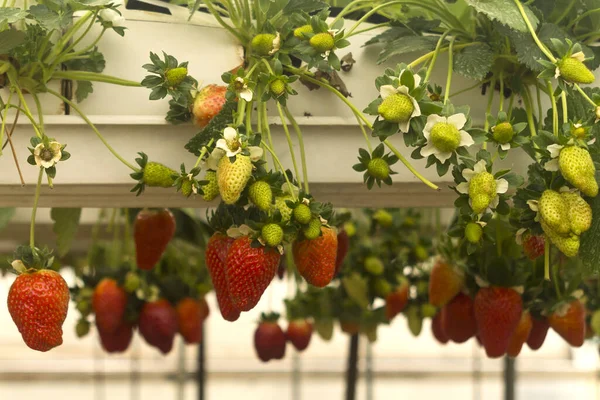 Reife Und Unreife Erdbeeren Die Gewächshaus Wachsen — Stockfoto