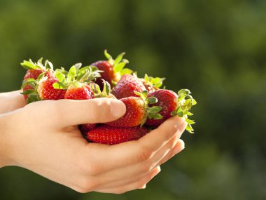 Bulanık yeşil arka planda bir avuç taze toplanmış kırmızı çilek.