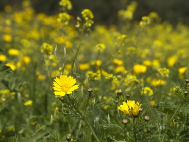 Çayırda büyüyen parlak sarı kır çiçeklerinin yakın çekimi 