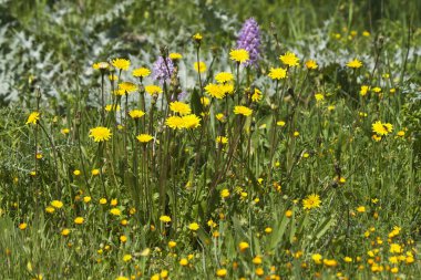 Sarı karahindibalar büyür çayırdaki yeşil çimlerin arasında gün ışığında.