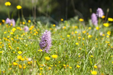 Mor ve sarı kır çiçekleri güneş ışığında yeşil çimlerin arasında