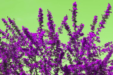 Parlak mor çiçekli uzun çalılar ve yeşil arka planda keskin dikenler.