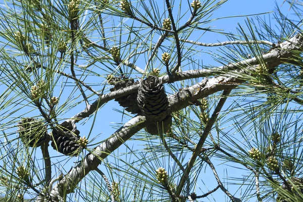 Pine Tree Branches Old Young Cones Long Green Needles Front — Stock Photo, Image