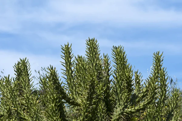 Πράσινος Ακανθώδης Κάκτος Κοτσάνια Μπροστά Από Τον Γαλάζιο Ουρανό — Φωτογραφία Αρχείου