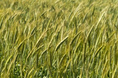 Olgunlaşmamış buğday başakları güneş ışığında tarlada büyüyor. 