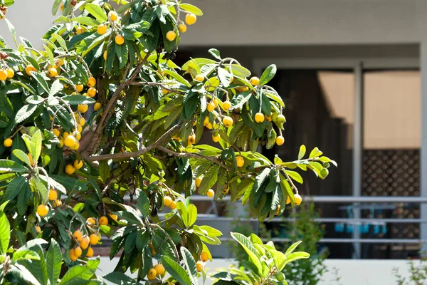 在阳台旁边的花园里 长满了黄色成熟果实的树 在阳光下生长着 — 图库照片