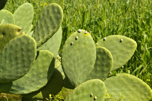 Primer Plano Hojas Ovaladas Verdes Gruesas Cactus Opuntia Con Caracoles —  Fotos de Stock