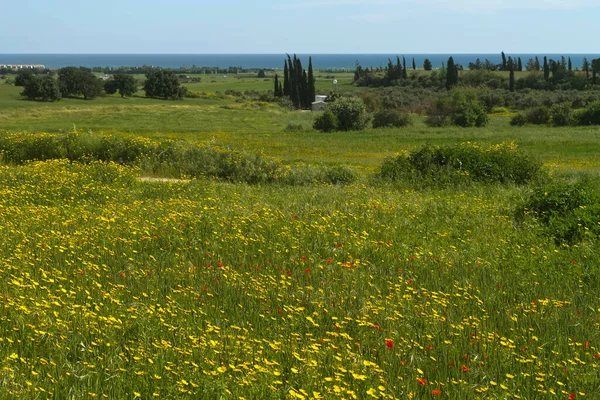 Весенний Сельский Пейзаж Зелеными Пшеничными Полями Желтыми Красными Полевыми Цветами — стоковое фото