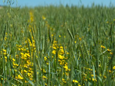 Yeşil buğday başaklarını yakın plan tarlada büyüyen sarı kır çiçekleri arasında gün ışığında 
