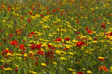 Parlak kırmızı gelincik çiçeklerinin ve sarı papatyaların arka planı güneş ışığında çayırdaki yeşil çimlerin arasında