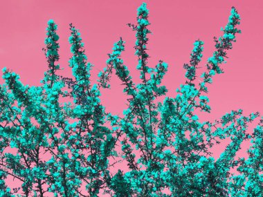 Turkuaz renkli çiçekli uzun çalı dalları morumsu arka planda.