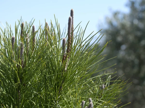 Close Long Green Pine Needles Front Blue Sky Sunlight — Stock Photo, Image