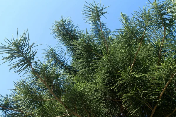 Branches Norfolk Island Pine Araucaria Heterophylla Green Needlelike Leaves Front — Stock Photo, Image