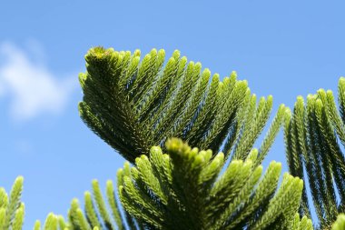 Mavi gökyüzünün önünde yeşil iğneler bulunan Norfolk adasının çam dallarına (araucaria heterophylla) yakın çekim