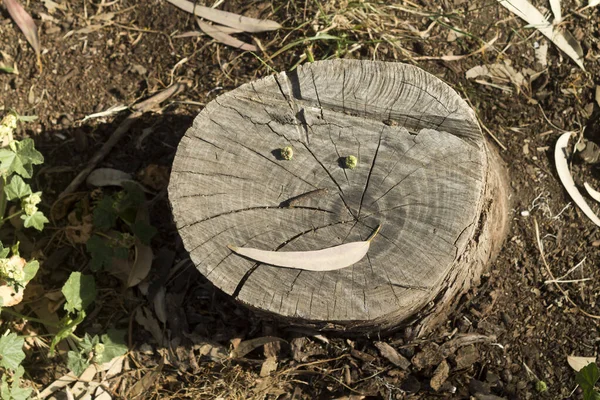Baumstumpf Mit Lustigem Gesicht Auf Dem Eukalyptuswaldboden Sonnenlicht — Stockfoto