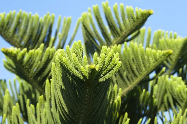 Mavi gökyüzünün önünde yeşil iğneler bulunan Norfolk adasının çam dalları (araucaria heterophylla)