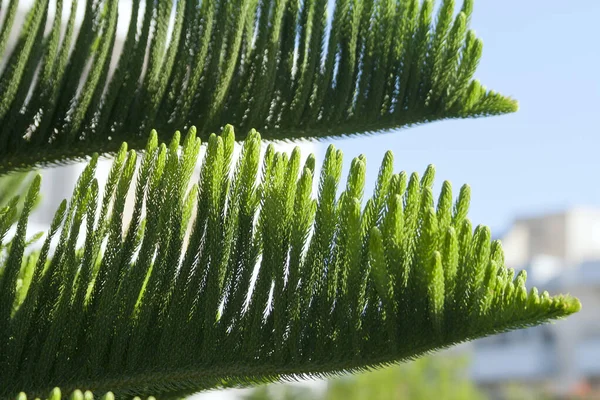 Mavi gökyüzünün önünde yeşil iğneler bulunan Norfolk adasının iki dalı (araucaria heterophylla)