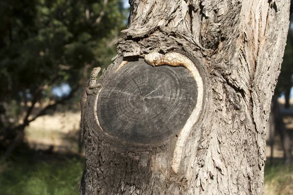 Eukalyptus Baumstamm Mit Versteckter Eidechse Wald Sonnenlicht — Stockfoto