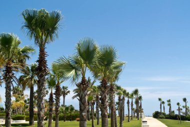 Mavi gökyüzünün önündeki yeşil palyaçolar üzerinde palmiye ağaçlarıyla deniz kenarında gezinti.